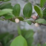 Buy Ziziphus rugosa, wild jujube, Munthodari, churna, suran, 
kotta mullu, घोण्टा, Ghontaa, thodari - Live plant 
online shopping for sale