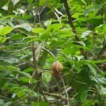 Buy Hydnocarpus wightianus, कालमोगरा, Calmogara 
jungli almond, jungli badam, maravatti, neeradi muthu - Live 
plant online shopping for sale