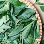 Buy Vernonia amygdalina - 100gm Fresh leaf, Bitter Leaf, Bitter - 
tea vernonia, kaattu sanjeevi, காட்டு 
சஞ்சீவி - 100gms fresh leaf - Online Shopping for 
Sale