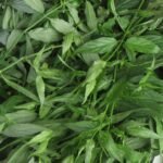 Buy Clinacanthus nutans - 2 to 4 plants Original, sabah snake 
grass original, visha pachai, visha pacha - live plant online 
shopping for sale