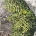 Buy Asplenium lividum, kaappan sanjeevi, காப்பான் 
சஞ்சீவி - Live plant online shopping for sale