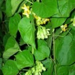 Buy Telosma cordata, kodi champangi, fragrant telosma, tonkin 
creeper, pakalana vine, seethamanoharamu - Live plant online 
shopping for sale