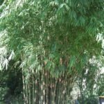 Buy Bambusa nutans, mokal, moongil - Live plant online shopping 
for sale
