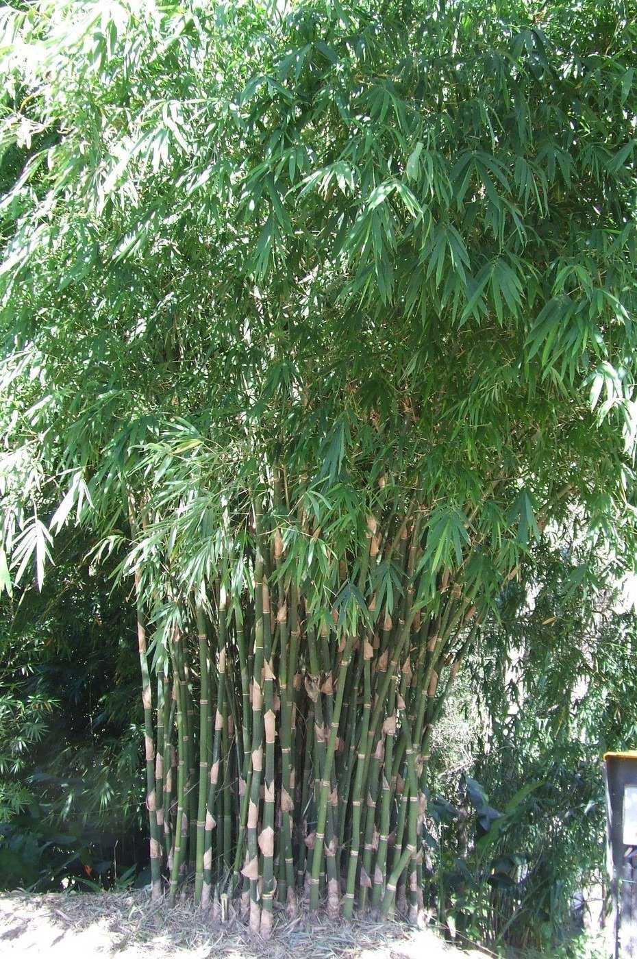 ML-0430-bambusa-nutans.jpg Buy Bambusa nutans, mokal, moongil - Live plant online shopping
for sale - Image 1