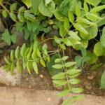 Buy Boswellia dalzielii, African sambirani, African white dhoop - 
Live plant online shopping for sale