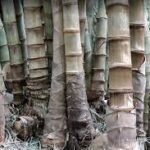 Buy Dendrocalamus asper, rough bamboo, sweet bamboo, karadu 
moongil - Live plant online shopping for sale