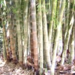 Buy Dendrocalamus brandisii, velvet leaf bamboo - Live plant 
online shopping for sale