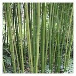 Buy Dendrocalamus stocksii, chivari, oyi, konda - Live plant 
online shopping for sale