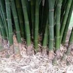 Buy Dandrocalamus latiflorus, Taiwan giant bamboo - Live plant 
online shopping for sale