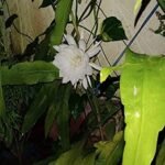 Buy Saussurea obvallata, bramma kamalam, brahma kamal, 
ब्रह्म कमल - Live plant online shopping for 
sale