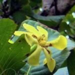 Buy Yellow panneer pushpam - Air layered, மஞ்சள் 
பன்னீர் மரம், மஞ்சள் 
பன்னீர் புஷ்பம், Beach gardenia 
yellow, paneeru leaf - yellow flower, gardenia latifolia - Live 
plant online shopping for sale
