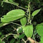 Buy Stinging nettle, बिच्छू, Bichchhu, Kali, 
Kandadli, बिच्छूबूटी, Bichchhu buti, 
kanchori, urtica dioica - Live plant online shopping for sale