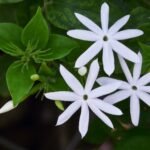 Buy Jasminum multiflorum, pinjilam, kasthuri malligai, magarantha 
malligai, கஸ்தூரிமல்லிகை - Live plant 
online shopping for sale