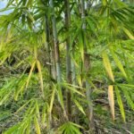 Buy Bambusa polymorpha, burmese bamboo - Live plant online 
shopping for sale