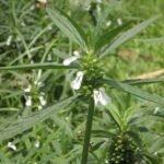 Buy Leucas aspera, thumba, thumbai, siru thumbai, 
தும்பை, गॊफा, Gophaa, 
द्रोणपुष्पी, Dronapushpi - Live plant 
online shopping for sale