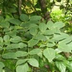 Buy Oroxylum indicum, Bootha pushpam, sorikondrai, 
श्योनक, Shyonaka, Indian Trumpet Flower, भूत 
वृक्ष, Bhut-vriksha - Live plant online shopping for 
sale