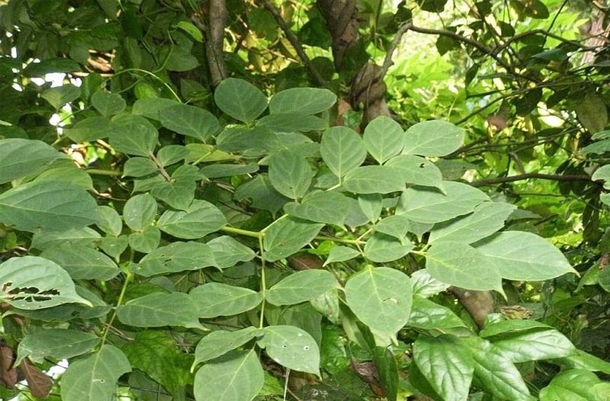 ML-0446-oroxylum-indicum.jpg Buy Oroxylum indicum, Bootha pushpam, sorikondrai,
श्योनक, Shyonaka, Indian Trumpet Flower, भूत
वृक्ष, Bhut-vriksha - Live plant online shopping for
sale - Image 1