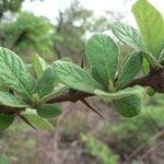 Buy Randia dumetorum, catunaregam spinosa, madhukarai, kaarai, 
marakalam, மதுக்காரை - Live plant online 
shopping for sale