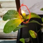 Buy Callicarpa macrophylla, Pandavara batthi, rishipathri, 
प्रियङ्गु, priyangu, प्रियंगु, 
priyanku - Live plant online shopping for sale