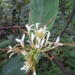 Buy Hedychium spicatum, Sandharlika kachuralu, Kapur kachri, 
Spiked Ginger Lily - Live plant online shopping for sale