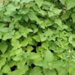 Buy Anisochilus carnosus, Thick leaved lavender, 
पंजीरी का पत्ता, Panjiri-ka-patta, 
kattu karpoora valli - Live plant online shopping for sale