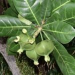 Buy Barringtonia asiatica, sea poison tree, fish poison tree, 
Neer kadambu - Live plant online shopping for sale
