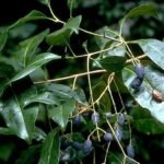 Buy Chionanthus ramiflorus, Northern Olive, Native Olive, 
Kaattuchakkalathi, Perumsithudakki - Live plant online shopping 
for sale
