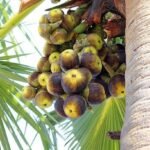 Buy Borassus flabellifer - original - wild collected, panai 
maram, nungu maram, palmyra palm, toddy pam, wine palm, ice apple 
- online shopping for sale