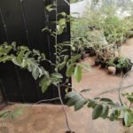 Buy Diospyros ebenum original - 4 to 5 feet, ebony tree, Indian 
ebony, karungali, கருங்காலி, karimara, abnus, 
ebans, येबंस - Live plant online shopping for sale