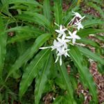 Buy Alstonia venanata, Vishagni, Analivegam, Othalam, Theeppala, 
Palamunnipalai, Sinnappalai, Edaakula paala, Edakula pala, Gandu 
ganneru - Live plant online shopping for sale