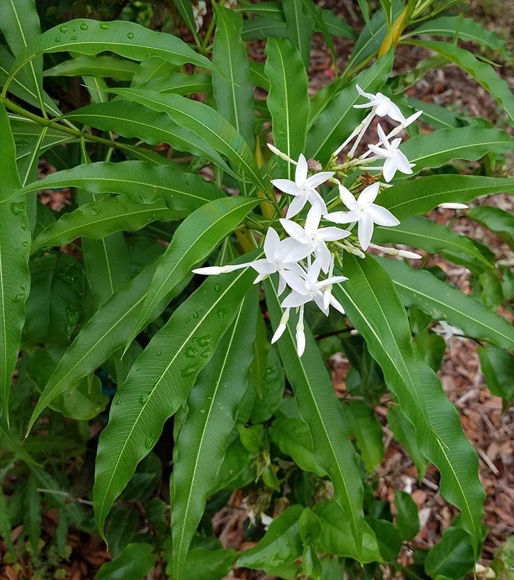 ML-0468-alstonia-venanata.jpg Buy Alstonia venanata, Vishagni, Analivegam, Othalam, Theeppala,
Palamunnipalai, Sinnappalai, Edaakula paala, Edakula pala, Gandu
ganneru - Live plant online shopping for sale - Image 1