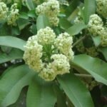Buy Alstonia scholaris, ezhilaipalai, saptaparni, indian devil 
tree - Live plant online shopping for sale