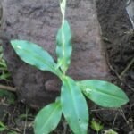 Buy Aspidogyne querceticola, jug jewel orchid, Erythrodes 
querceticola, Goodyera querceticola, Platythelys querceticola - 
Herbal Live plant online shopping for sale