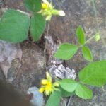 Buy Rhynchosia minima, burn mouth vine, कुलटा, kulata, 
kattu kollu, kaliyan thuvarai, 
காட்டுக்கொள் - Herbal Live plant online 
shopping for sale