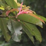Buy Dipterocarpus bourdillonii, kalpayin, kattu payin, 
charatanjili, karanjili - Herbal Live plant online shopping for 
sale