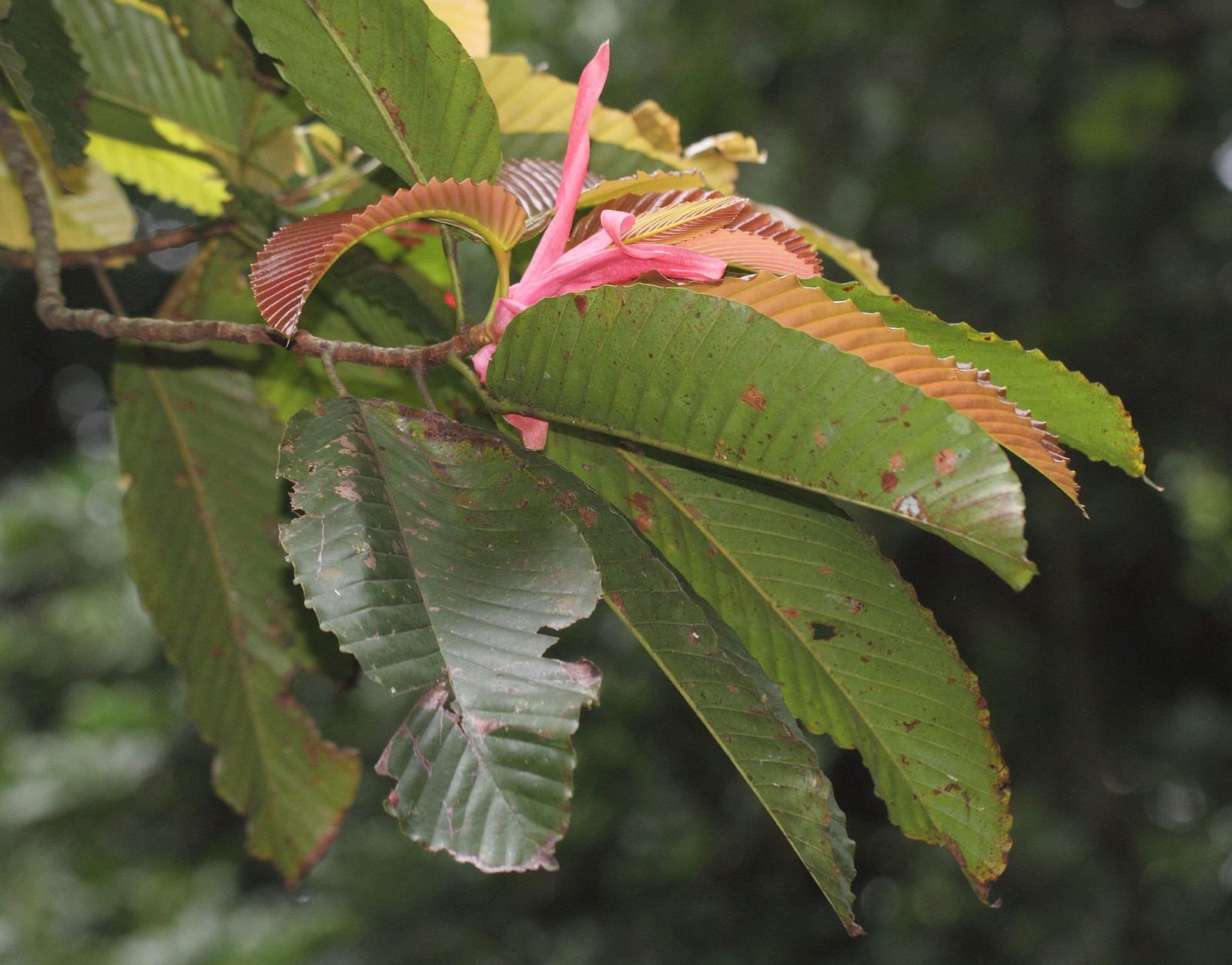 ML-0476-dipterocarpus-bourdillonii.jpg Buy Dipterocarpus bourdillonii, kalpayin, kattu payin,
charatanjili, karanjili - Herbal Live plant online shopping for
sale - Image 1