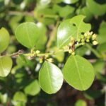 Buy Dog thorn, mun thodari, muntodari, 
முன்தொடரி - Herbal Live plant online shopping 
for sale