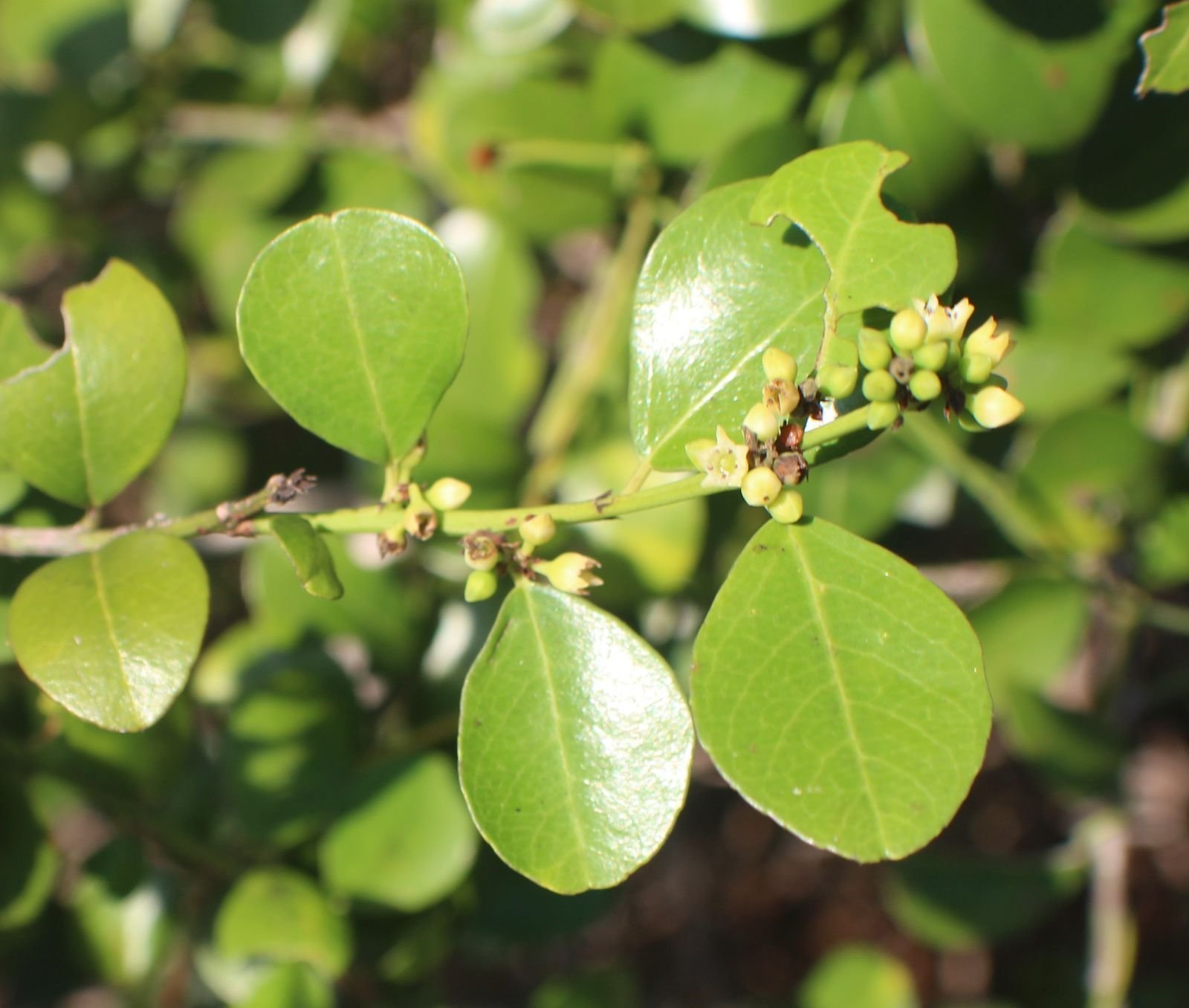 ML-0478-dog-thorn.jpg Buy Dog thorn, mun thodari, muntodari,
முன்தொடரி - Herbal Live plant online shopping
for sale - Image 1