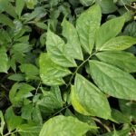 Buy Elatostema integrifolium, rani plant, queen vastu plant - 
Herbal Live plant online shopping for sale