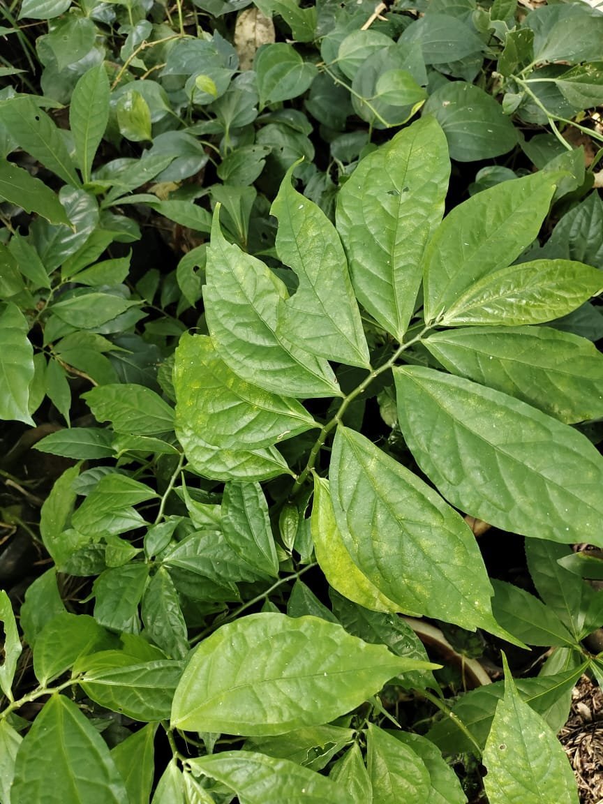 ML-0482-elatostema-integrifolium.jpeg Buy Elatostema integrifolium, rani plant, queen vastu plant -
Herbal Live plant online shopping for sale - Image 1