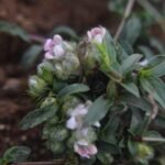 Buy Lepidagathis cristata, बुख़ार जडी, Bukhar 
Jadi, Crested Lepidagathis, Karappan poondu, surya kantha, 
சூர்ய காந்தா - Herbal Live plant online 
shopping for sale