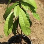 Buy Vateria copallifera, dhup maram, hal, vateria acuminata - 
Herbal live plants online shopping for sale