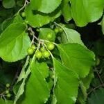 Buy Celastrus orbiculatus, jyotishmati, asian bittersweet, 
asiatic bittersweet - Live plant online shopping for sale