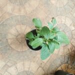 Buy Alternanthera ficoidea, ponnanganni, பொன்னாங்கண்ணி, कुसळ, kusal, Adavi, Punnaganti, Aalamu - Live plant online shopping for sale