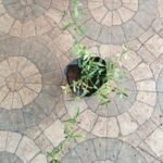 Buy Alternanthera sessilis, nattu ponnanganni - tamilnadu variety - original, நாட்டு பொன்னாங்கண்ணி, कुसळ, kusal, Adavi Punnaganti, Aalamu, natti - Live plant online shopping for sale