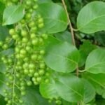Buy Celastrus paniculatus, jyotishmati, intellect plant, Black oil plant, Climbing staff plant, Intellect plant, வாலுளுவை valuluvai, Malakamni, Malkungi, Kari gonne, Gangudekayi, Jyotisumathi, Valulurai - Live Plant Online Shopping for Sale