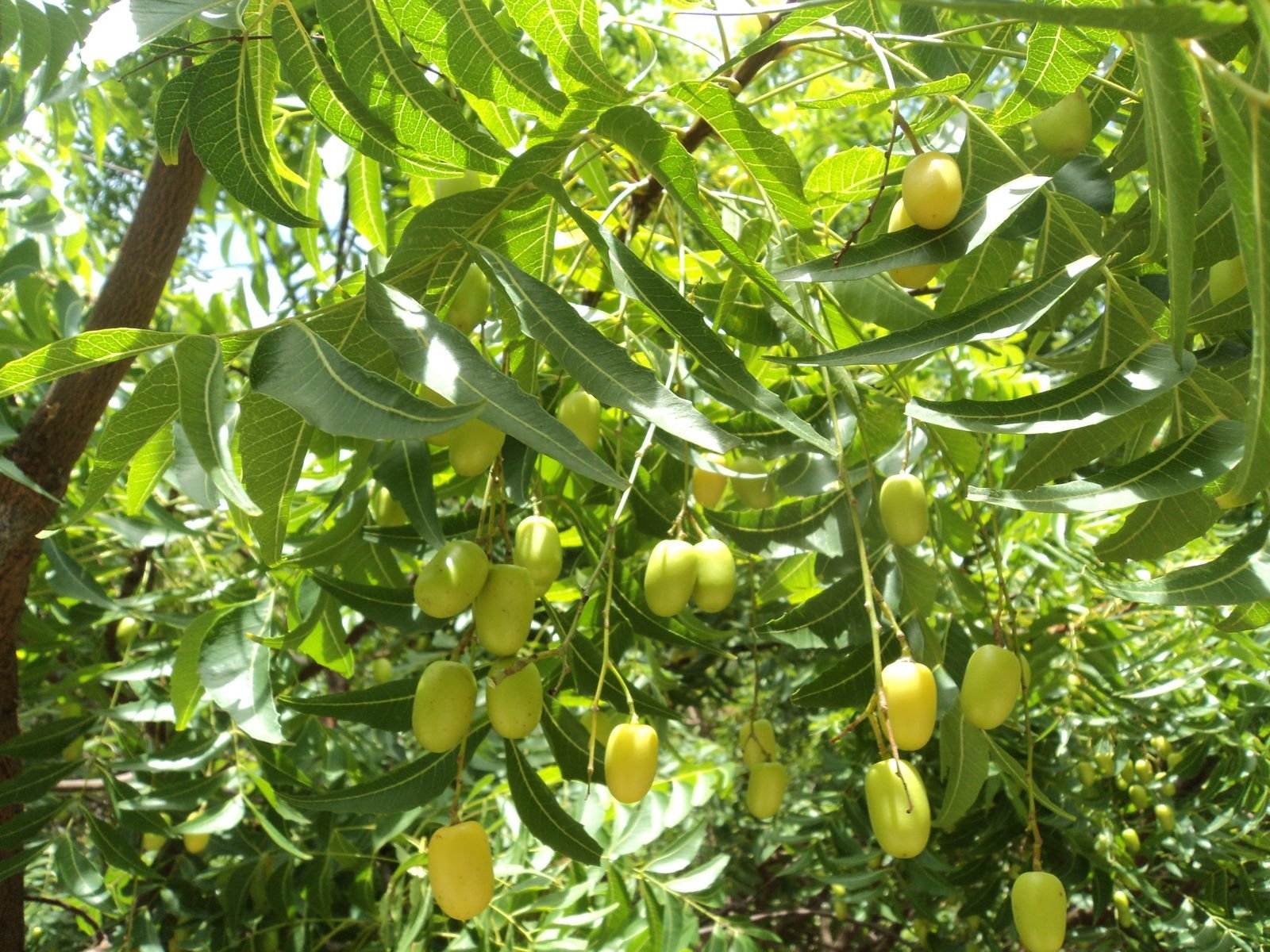 ML-0571-dillenia-indica-live-plant-1.jpg Buy Dillenia indica - Live Plant Online Shopping for Sale - Image 1
