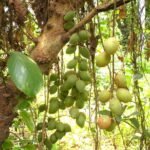 Buy Baccaurea sapida, Burmese Grape, लटकु, Lataku - Live 
plant online shopping for sale