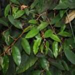 Buy Dolichandrone platycalyx - Live Plant Online Shopping for 
Sale