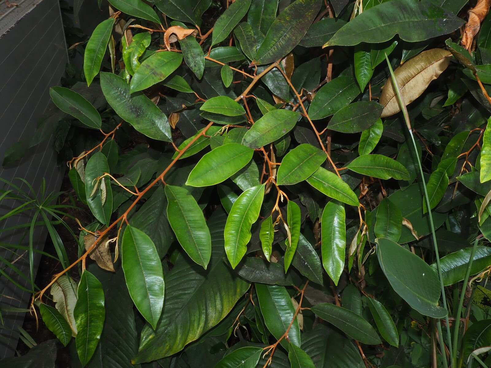 ML-0574-dolichandrone-platycalyx-live-plant-online-shoppin-1.jpg Buy Dolichandrone platycalyx - Live Plant Online Shopping for
Sale - Image 1